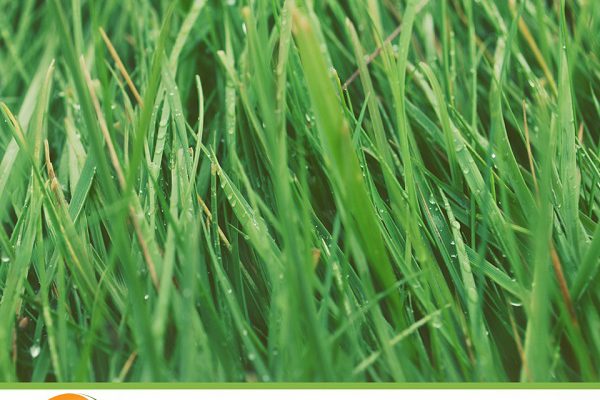50 green tips grass